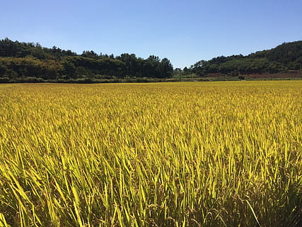 秋日田野
