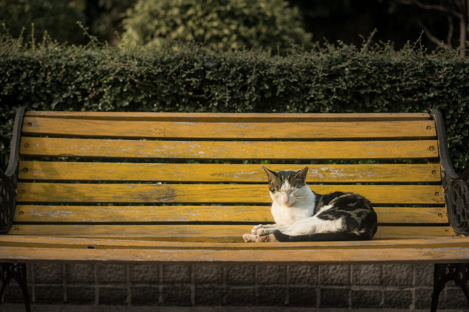 猫在公园长椅上晒太阳