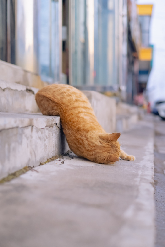 橘猫趴在台阶上午睡