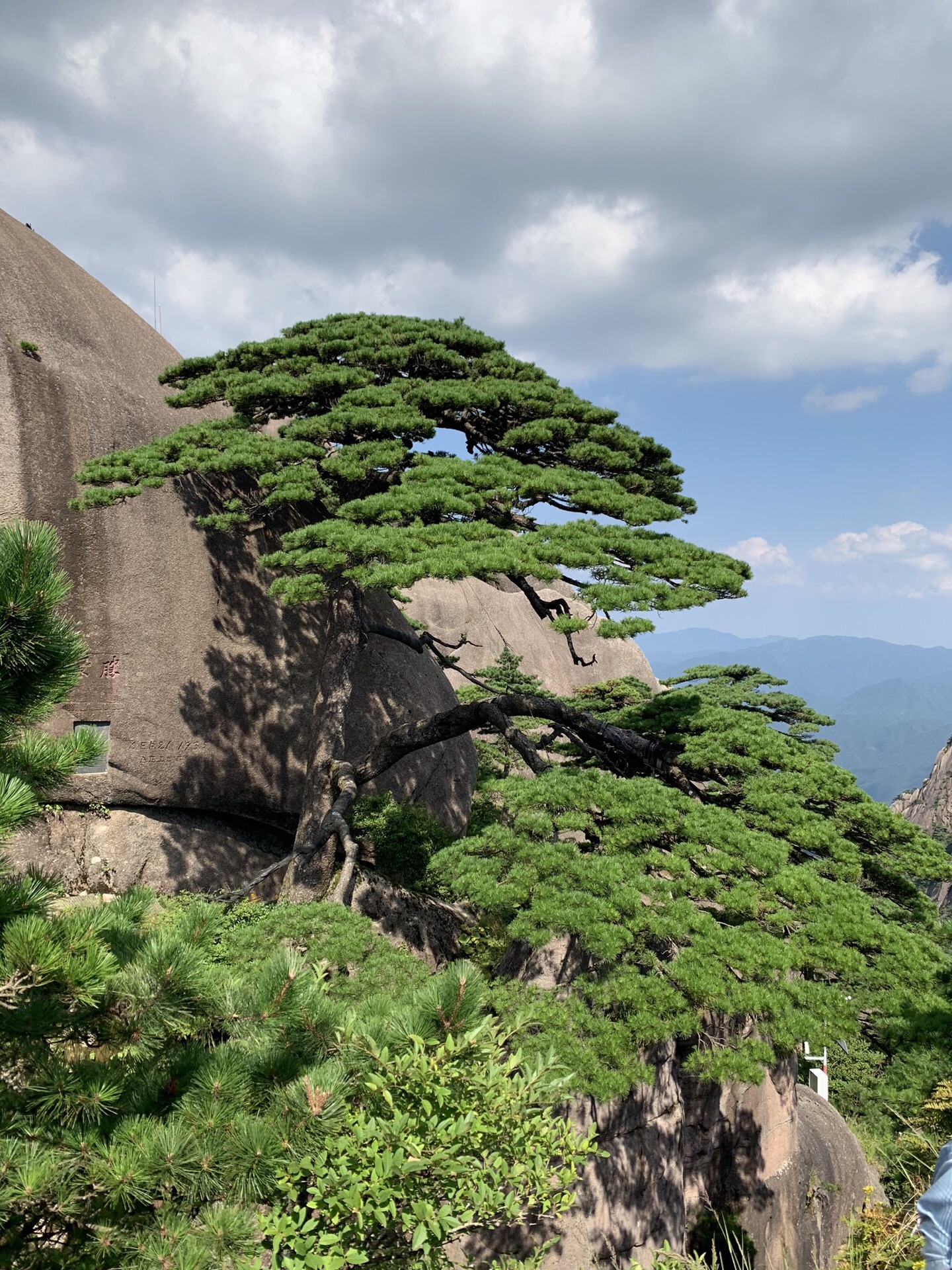黄山迎客松